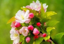 海棠花溪什么时候开花