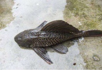 清道夫是冷水鱼还是热水鱼