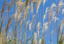 芦苇和草有什么不同 芦苇有哪些价值