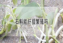 石斛能扦插繁殖吗？