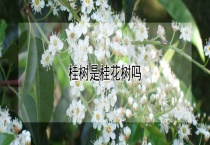 桂树是桂花树吗？