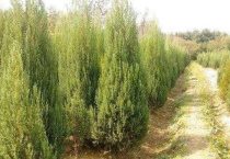 刺柏松的药用价值