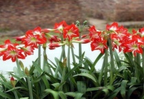 朱顶红小苗几年开花