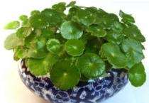 铜钱草发黄是什么原因？