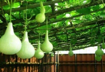 种葫芦打顶和掐尖怎么区分