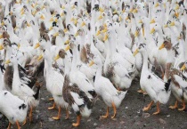 肉鸭养殖大棚建设 大棚建设注意事项