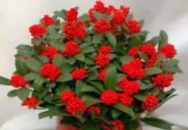 红玉珠养殖多久？