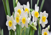 水仙花的养殖方法 休眠球如何催芽