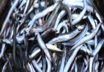 小银鱼与面条鱼的区别？ 银鱼的产地与生活习性