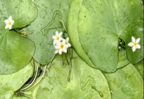 一叶莲能养多久？