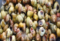 田螺吃什么 附田螺的生活习性