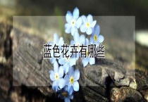蓝色花卉有哪些？