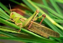 蝗虫怕什么植物