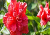 状元红花喜阳吗？