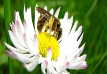 阿坝中蜂有哪些优点和缺点 详细介绍