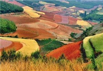 红土地适合种植什么经济作物