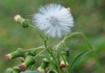 直根系的植物有哪些？