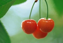 广东有人种樱桃吗？