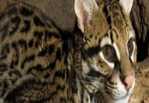 三有保护动物是什么意思？买卖犯法吗？捕猎量刑标准是什么？