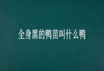 全身黑的鸭苗叫什么鸭