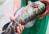 黑鱼应该怎么杀 正确杀法如下