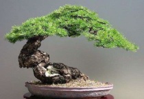 罗汉松和黑松哪个珍贵