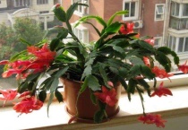 蟹爪兰新芽太多怎么办？