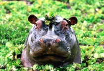 河马在哪里生活