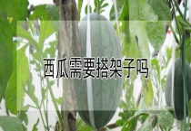 西瓜需要搭架子吗？