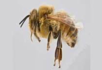 卡尼鄂拉蜂有什么特点 卡尼鄂拉蜂基本介绍