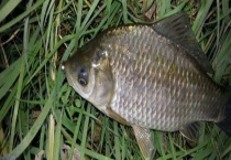 鲫鱼的生活习性 鲫鱼为杂食性底层鱼类