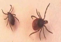 蜱虫天敌是什么？