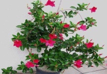 双腺藤与飘香藤的区别？