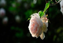 蔷薇花一年开几次花啊