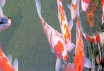 锦鲤的寿命有多长 锦鲤的年龄测量