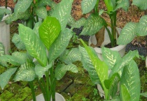 万年青的繁殖方法 分株法相对较常用