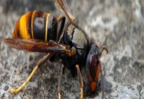 养胡蜂有什么经济价值 详细介绍