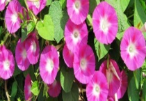 牵牛花与喇叭花有什么不同 牵牛花的品种有哪些？