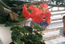 仙客来蔫了怎么补救