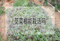 苋菜根能栽活吗？