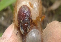 蛴螬 附外形特征和生活习性