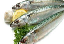 金枪鱼和鲅鱼有什么区别？？