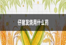 仔猪发烧用什么药