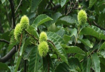 板栗树长什么样 附储存多久？