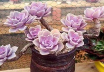 多肉温度多低会冻死