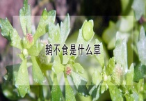 鹅不食是什么草