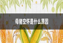 母猪空怀是什么原因？