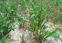 芦稷是什么植物