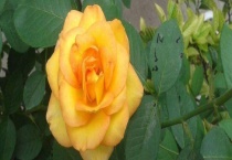 香水月季和月季的区别？