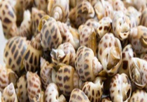 花螺和香螺有什么不同 附花螺烹饪多久？